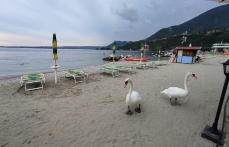 Lago di Garda con i bambini: Lido Azzurro, i cigni