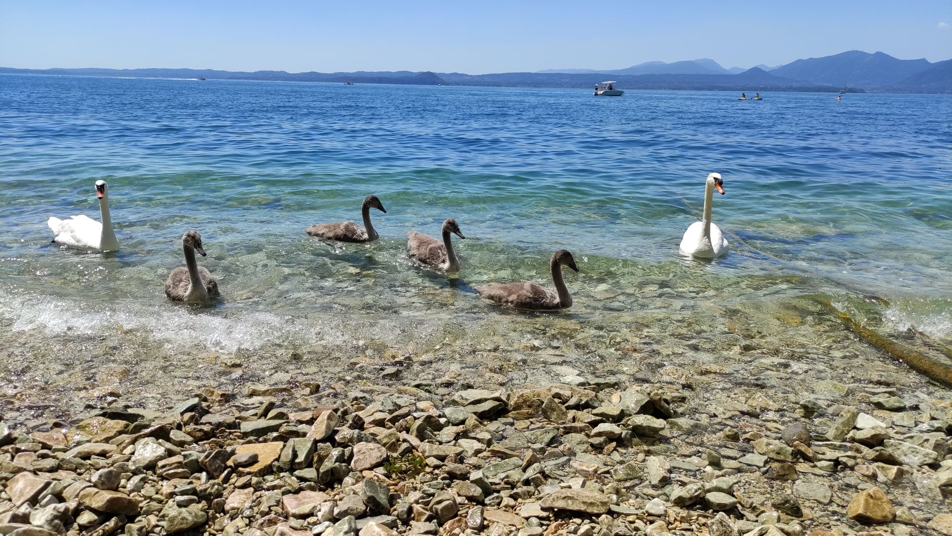 Lago di Garda con i bambini: Baia delle Sirene, i cigni
