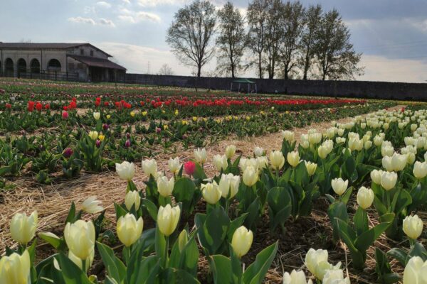 campo-tulipani-malpaga-fiori