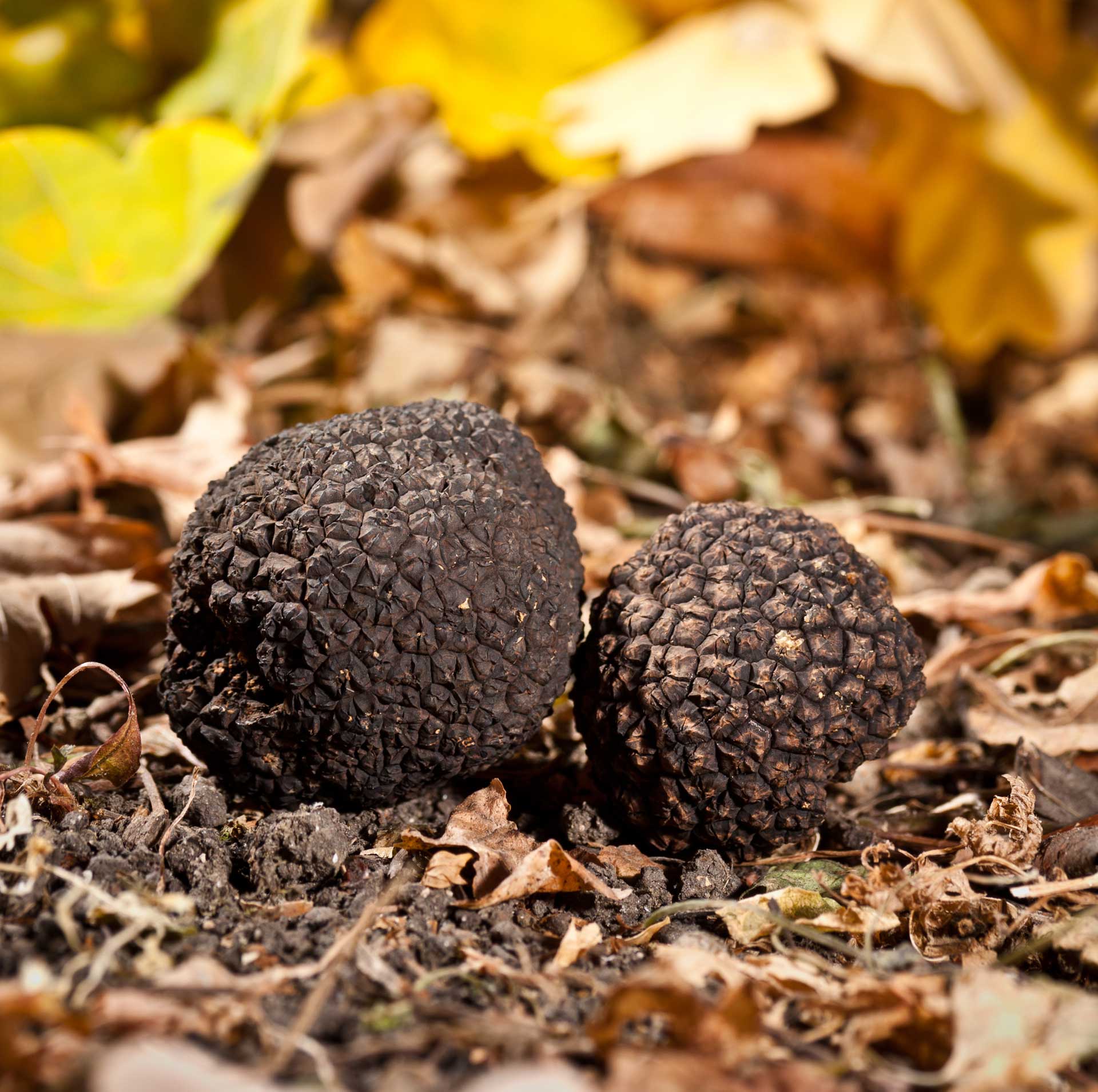 Tartufi e misteri: una caccia al tesoro naturale in Umbria