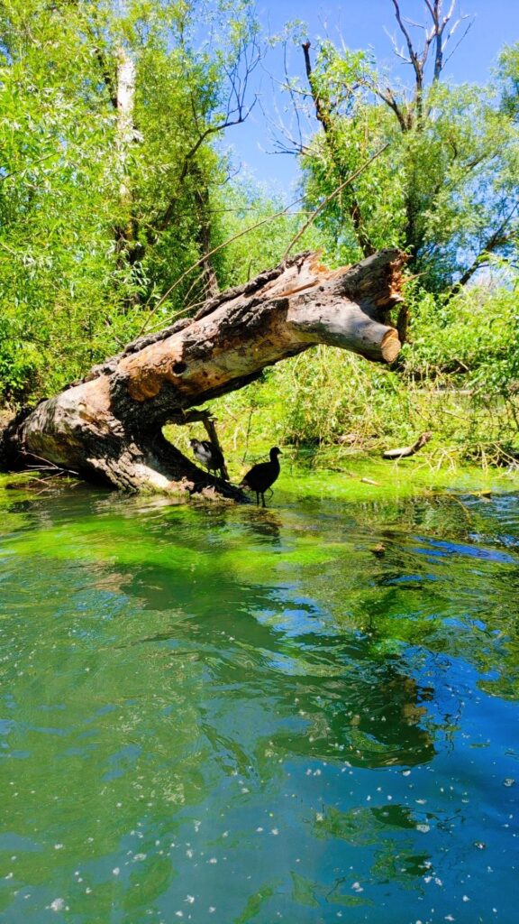 Canoa sul Tirino, una Folaga