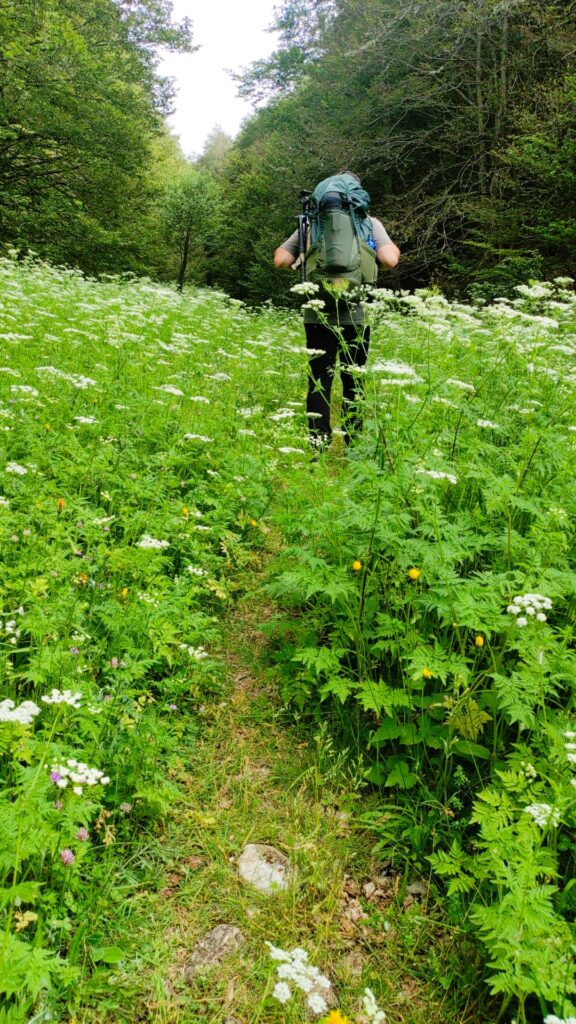 avvistare orsi in Abruzzo - le guide