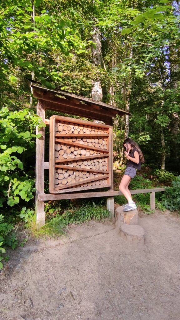 Bosco delle biglie in Germania, gli insetti