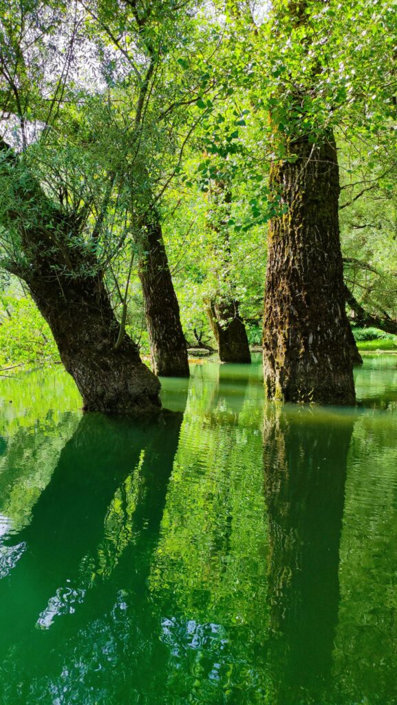 Lago di Barrea, il saliceto sommerso