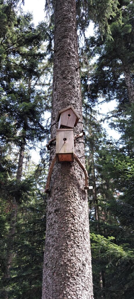 Sentiero sugli alberi in Germania; Baumwipfelpfad-nidi