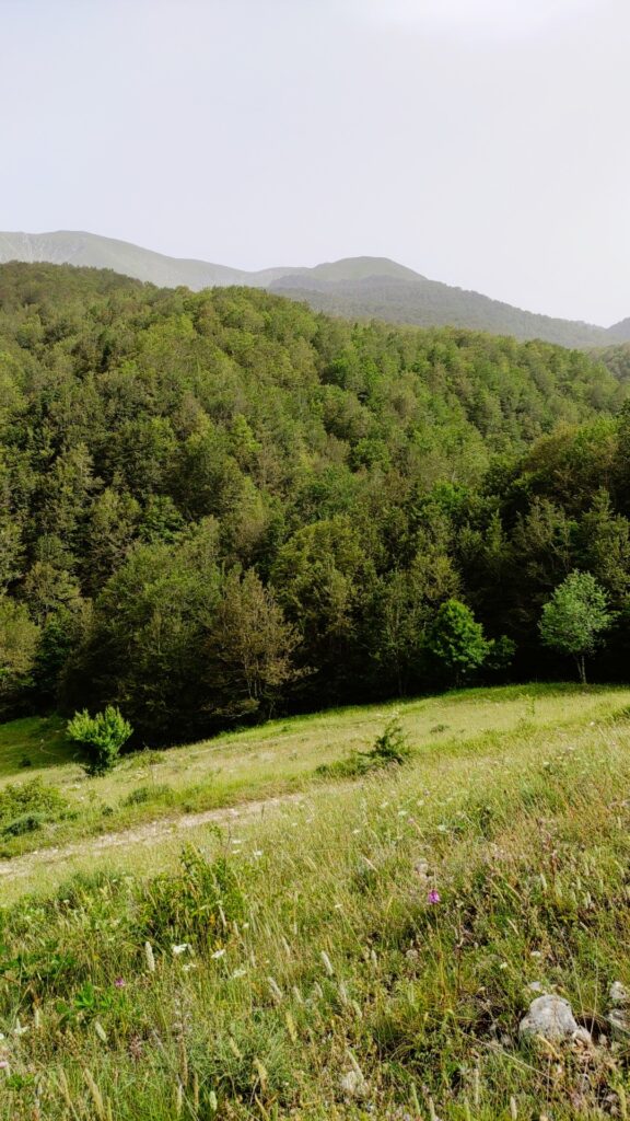 avvistare orsi in Abruzzo - faggeti