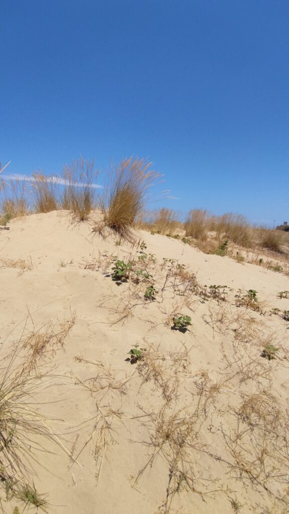 Le spiagge più belle d'Abruzzo, Punta Penna le dune