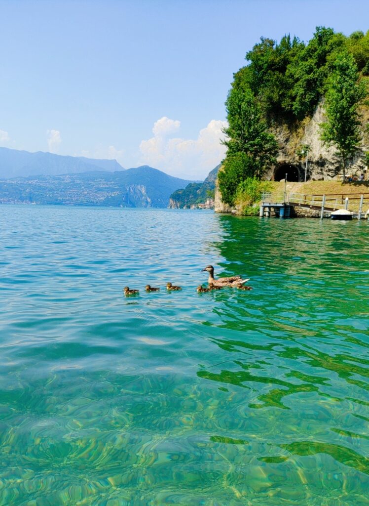 Piccola Tahiti acqua e paperelle