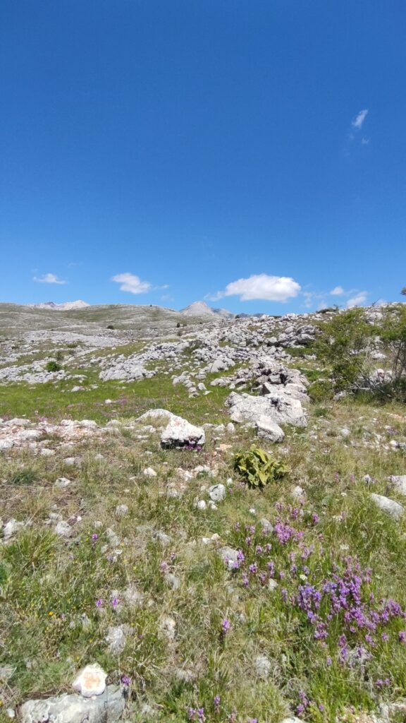 Campo Imperatore vegetazione bassa